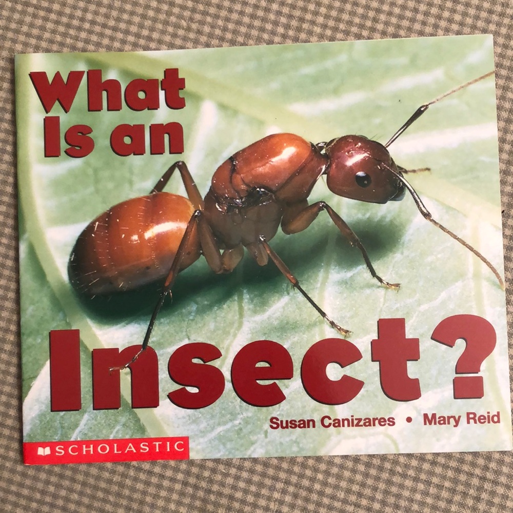 NWOT - WHAT IS AN INSECT? By Susan Canizares & Mary Reid - easy/nonfiction- #270